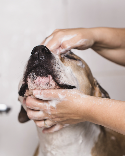 Das erste Mal beim Hundefriseur?