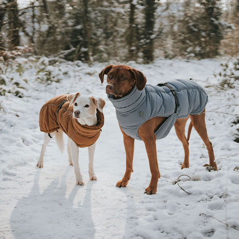 Hundemantel Paxson