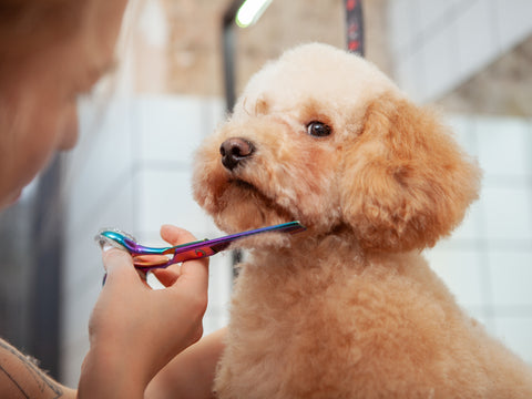 Das erste Mal beim Hundefriseur?