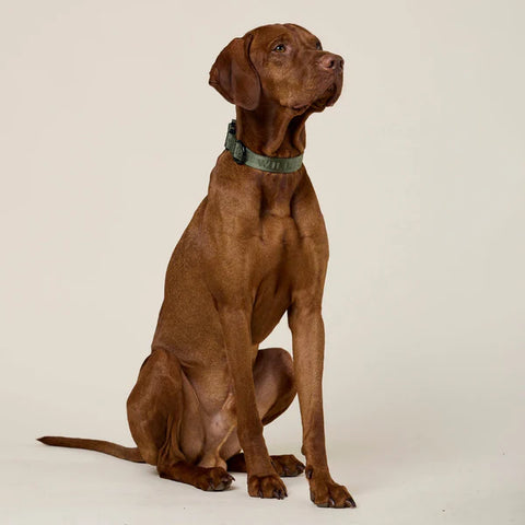 Jacquard Nylon Hundehalsband Apex