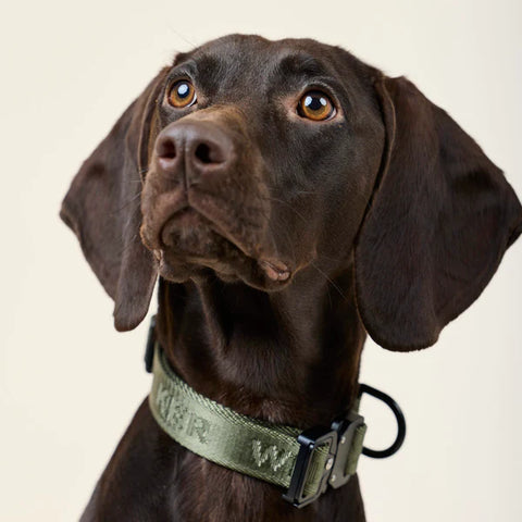 Jacquard Nylon Hundehalsband Apex