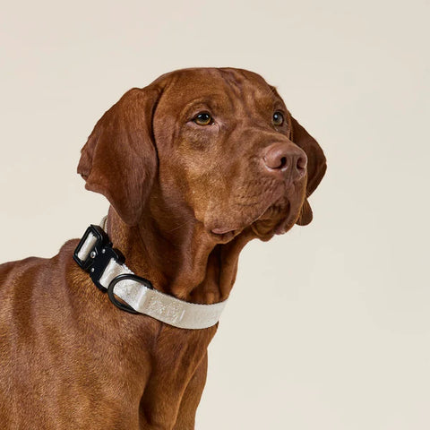 Jacquard Nylon Hundehalsband Apex