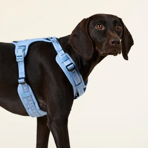 Hundegeschirr Apex