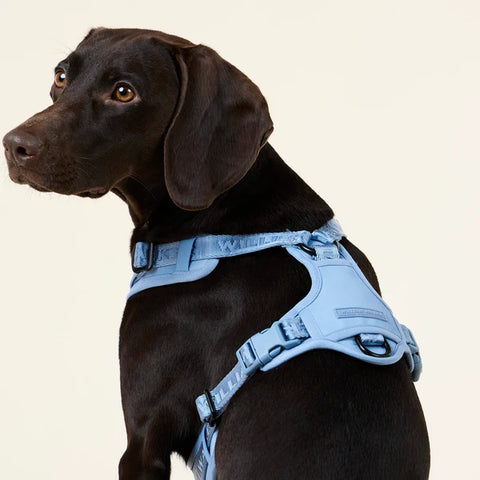 Hundegeschirr Apex