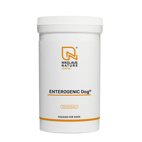 ENTEROGENIC DOG