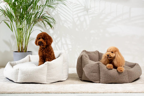 Perla Teddy Mocca Hundebett