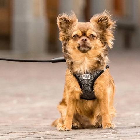 Hund richtig vermessen