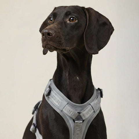 Hundegeschirr Apex Reflektierend