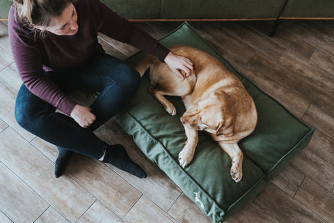 Orthopädische Hundebetten