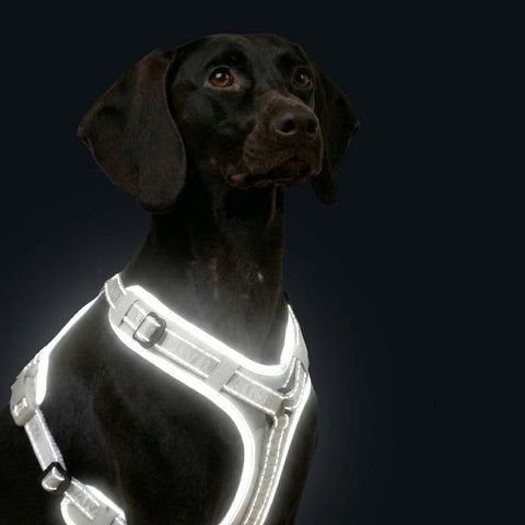 Hundegeschirr Apex Reflektierend