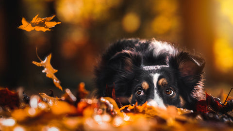 Der Herbst mit Hund