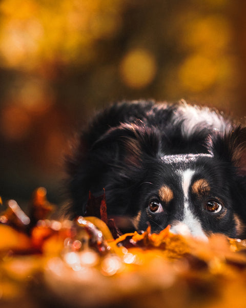 Der Herbst mit Hund