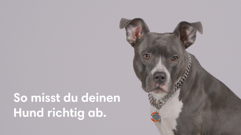 Hier lernst du, wie du deinen Hund richtig für ein Brustgeschirr abmisst