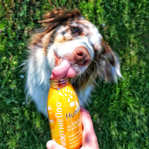 SmoothieDog Huhn